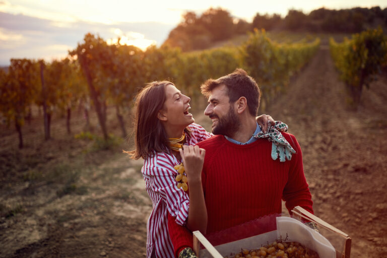 Vines in a vineyard in autumn. Harvesting grapes. Young couple in vineyard celebrating harvesting grapes