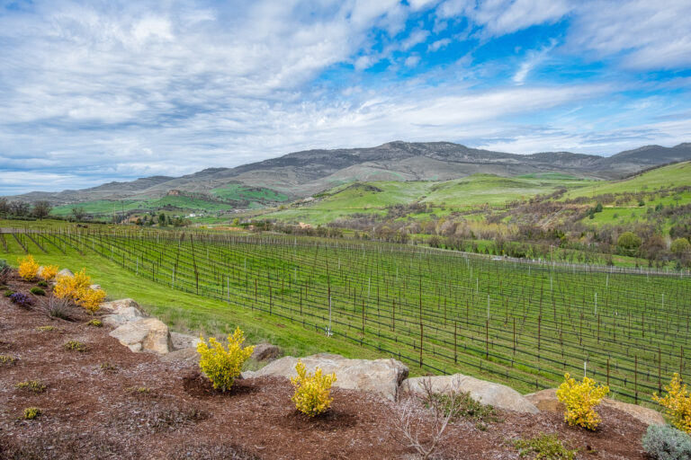 Winery view in springtime